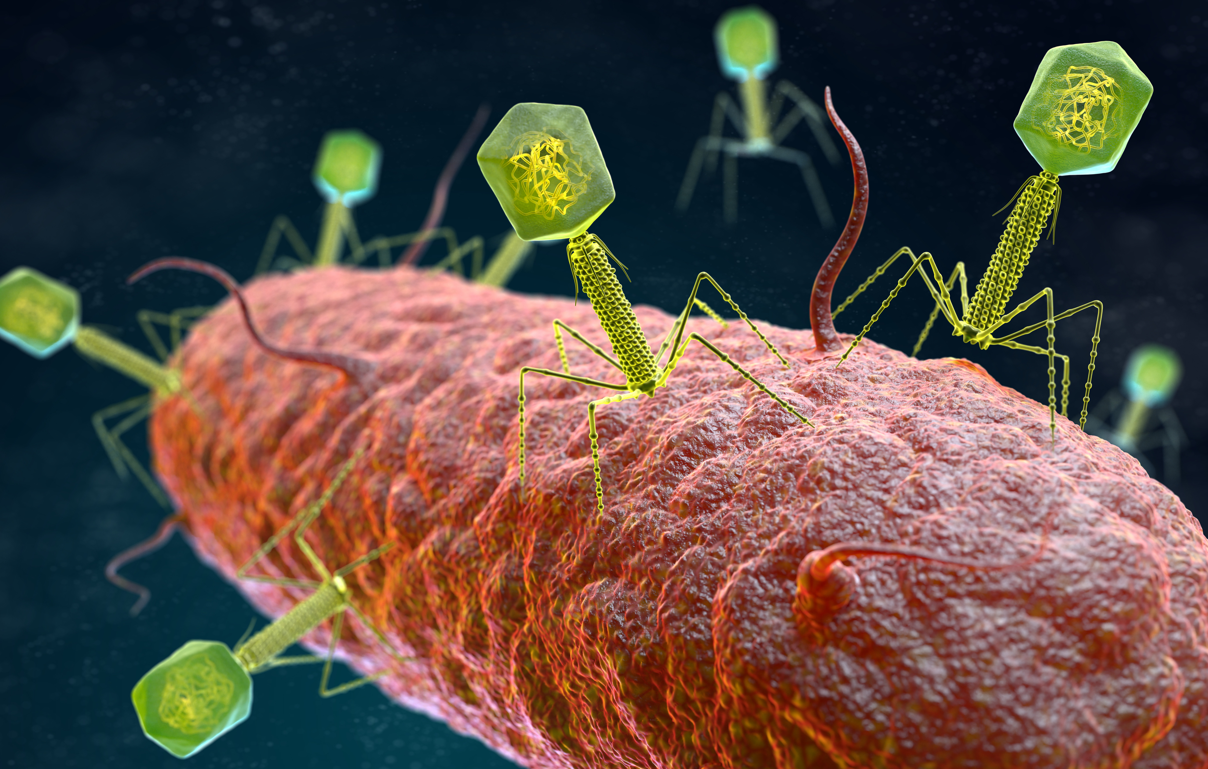 phage image 2