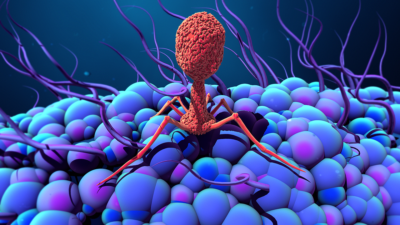 phage image 1